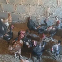 مرغ رسمی