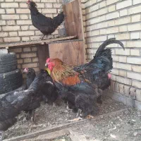 خروس نژاد برهما ۱۶ ماهه