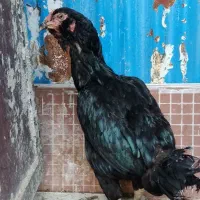 لاری تخم مرغ