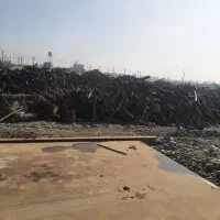 خریدار چوب باغی انواع درختان