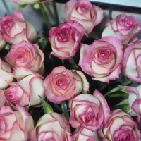 فقط۷۵هزارتومان رز هلندی درجه1 (دسته گل،باکس گل)