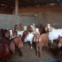 گوسفند(بُز)