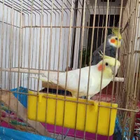 فروش یه جفت عروس هلندی