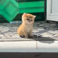 واگذاری گربه برتیش شورت هیر گلد با اصالت کله خرسی