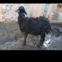 بره ماده|حیوانات مزرعه|حلب, |دیوار