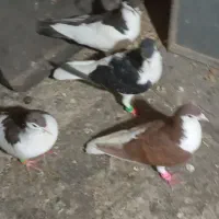 کفتر یا کبوتر رنگه
