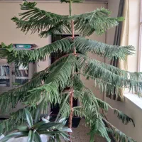 گل کاج مطبق