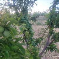 باغشهر‌سبز‌امید
