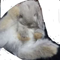 بچه خرگوش لوپ واکسن خورده