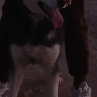سگ هاسکی