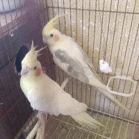 عروس هلندی نروماده