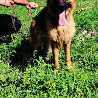 سگ ژرمن|سگ|درودزن, |دیوار