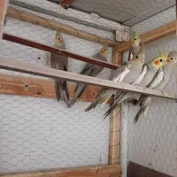 عر‌وس هلندی