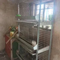 قفس مرغ تخمگذار
