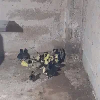 اردک اسرائلی ۱۶عدد