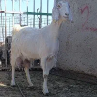 یک راس بز شیری