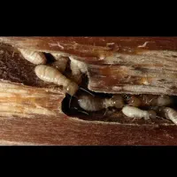 سمپاشی 100%تضمینی ریشه کنی موریانه و حشرات موزی