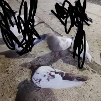 کبوتر