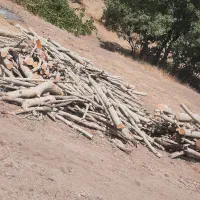 خریدار انواع چوب درختان درکرمانشاه صحنه کنگاور