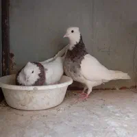 جفت طوقی نرو ماده
