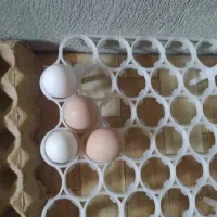 تخم مرغ نطفه دار