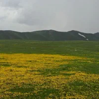 نگهبانی گله