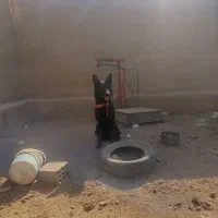 ماده سگ ژرمن