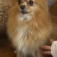 سگ پامر روباهی