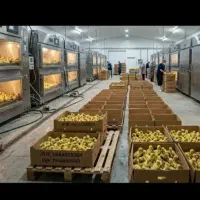 جوجه غاز، زنک بزن،پیام پاسخگو نیستیم