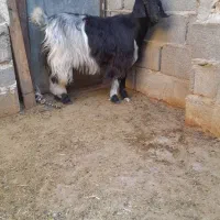 فروش. بز ترکی چاق تخت