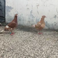 دوتا جوجه میلمنز باجوجه دوبال کاکلی
