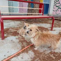 سگ پاکوتاه شیتزو