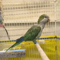 راهب ماده بالغ
