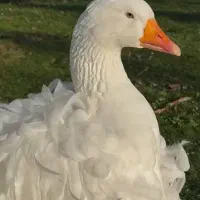 فروش غاز سباستوپول (عروس غازها)