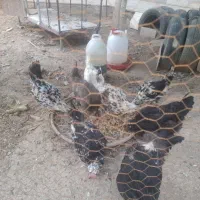 مرغ تخم گذار