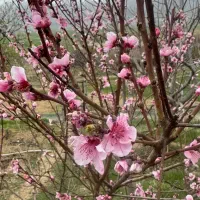 فروش۵۰۰۰متر باغ و زمین بیلوار پیرکاشان