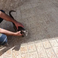 گربه راشن بلو اهلی آروم