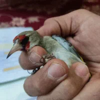 سهره کرمانی صد در صد نر