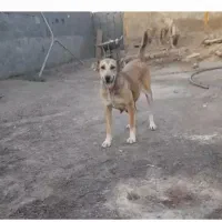 ماده سراب