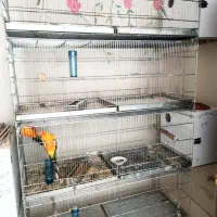 قفس  هشت خان پژاوندی