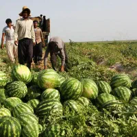 کودتقویتی برای فصل گرما مناسب تمام محصولات کشاورزی