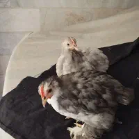 جوجه کوشین خالص
