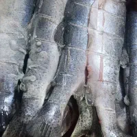 ماهی قزل پاک شده