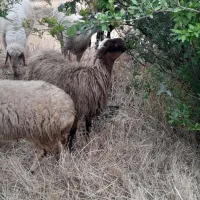 بره لار زنده