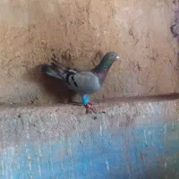 کفتر