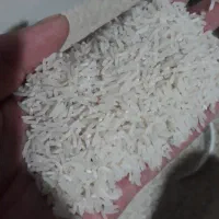 برنج فجر
