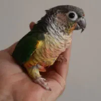 گرینچیک دستی هفت ماهه