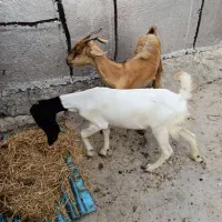 دو تا چویش داشتی چاق