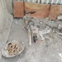 سگ ژرمن سرابی