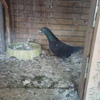 کبوتر پلاکی